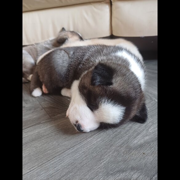 Akita - Both
