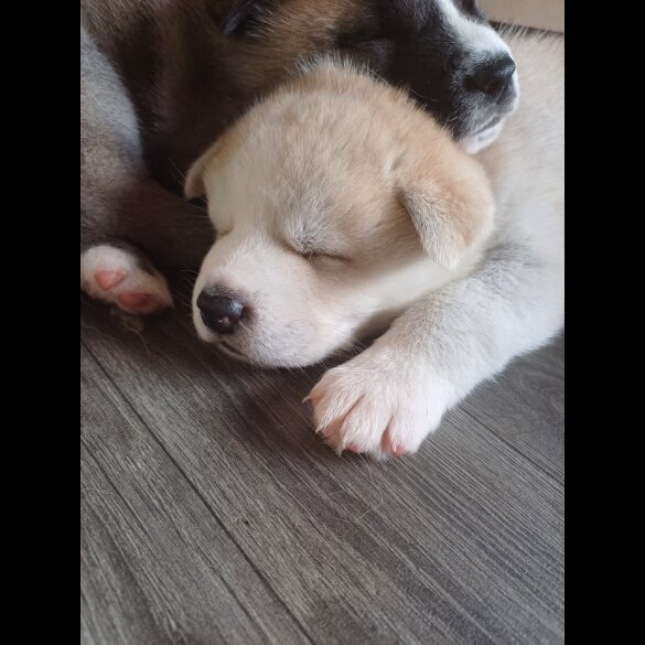 Akita - Both