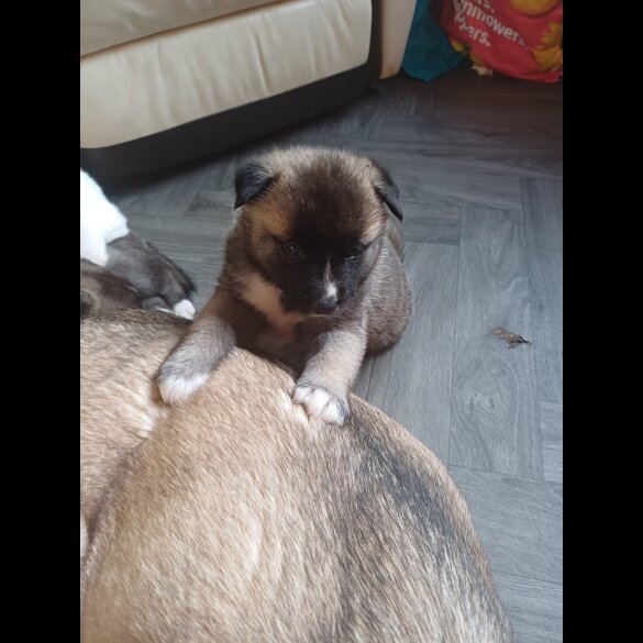 Akita - Both