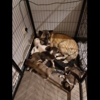 Akita - Both