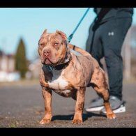 American Bulldog - Both