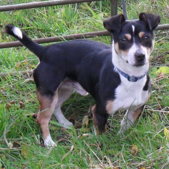 Jack Russell