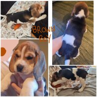 Beagle - Both