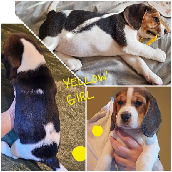 Beagle - Both