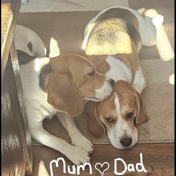 Beagle - Both