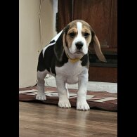 Beagle - Both