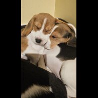 Beagle - Both