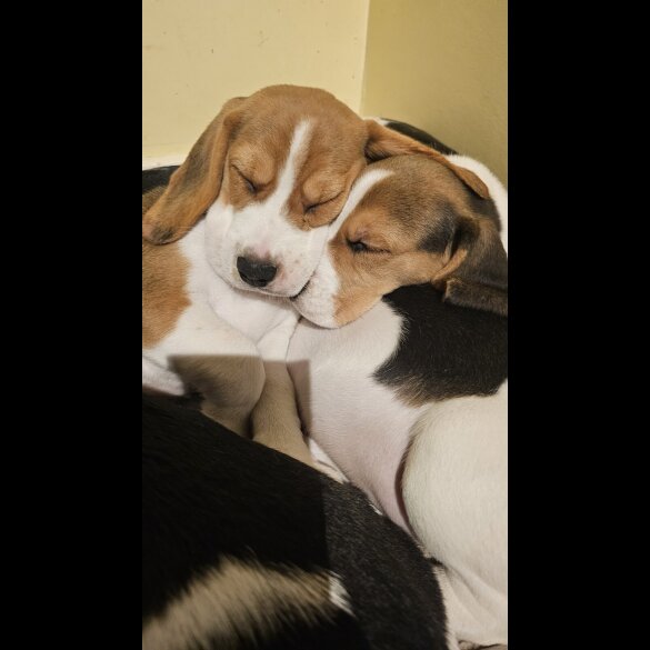 Beagle - Both