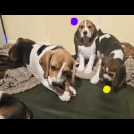 Beagle - Both