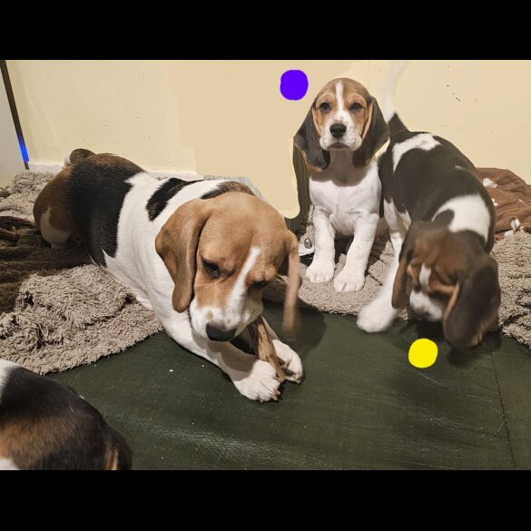 Beagle - Both