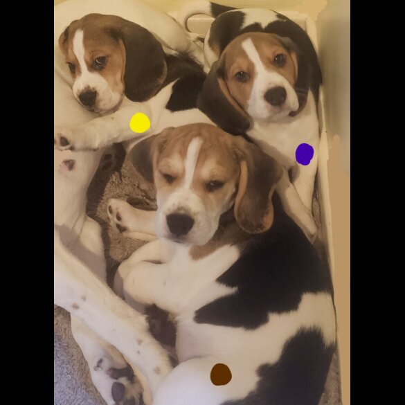 Beagle - Both
