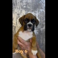 Boxer - Both