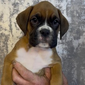 Boxer - Both