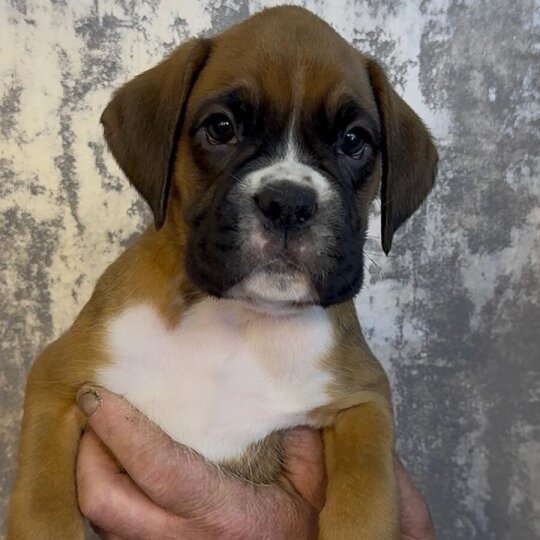 Boxer - Both