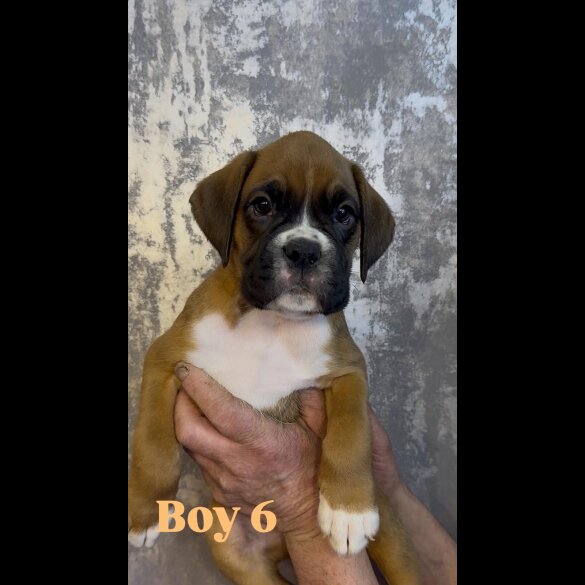Boxer - Both