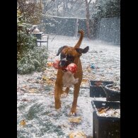 Boxer - Both