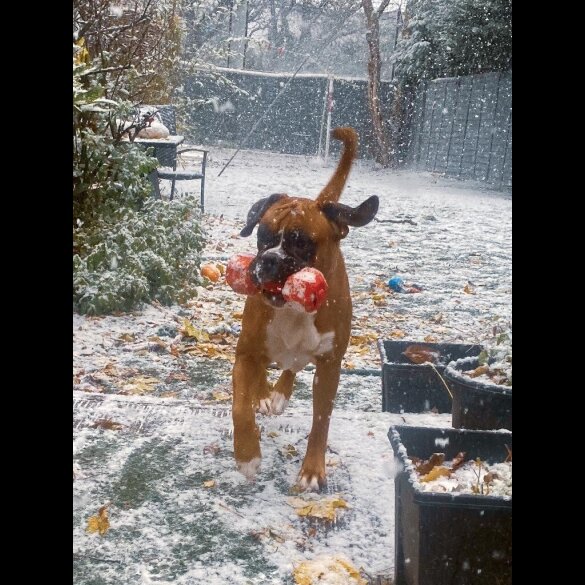 Boxer - Both