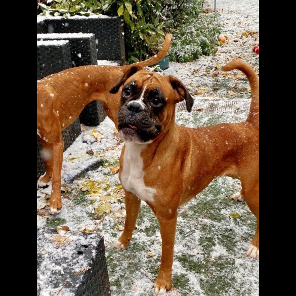 Boxer - Both