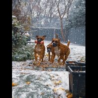 Boxer - Both