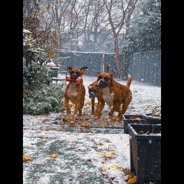 Boxer - Both