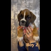 Boxer - Both