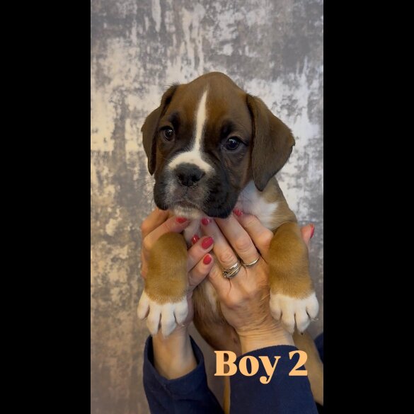 Boxer - Both
