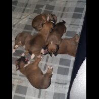 Boxer - Both