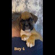 Boxer - Both