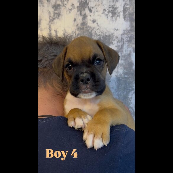 Boxer - Both