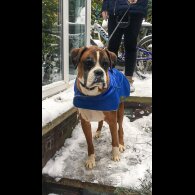 Boxer - Both