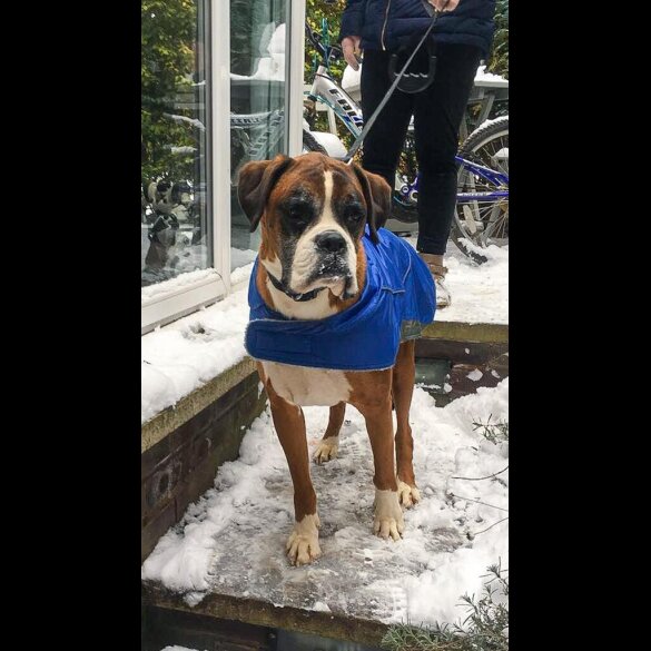 Boxer - Both