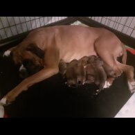 Boxer - Both