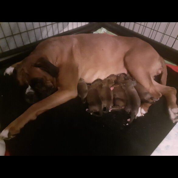 Boxer - Both