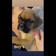 Boxer - Both