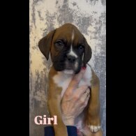 Boxer - Both