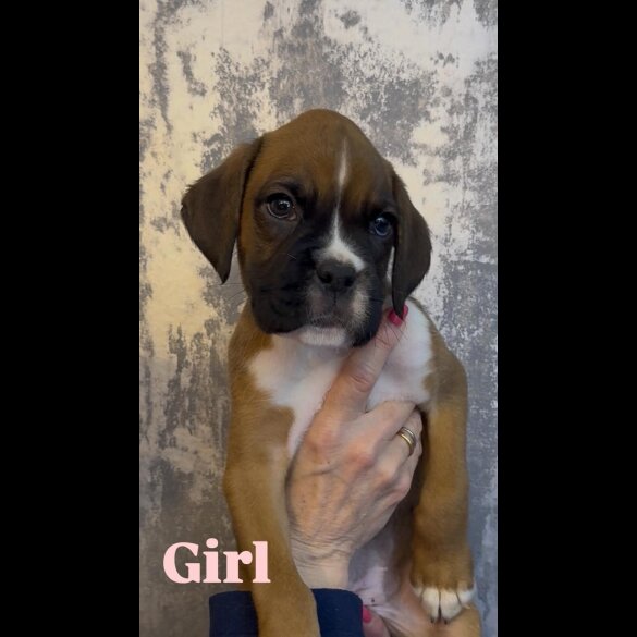 Boxer - Both