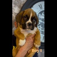 Boxer - Both