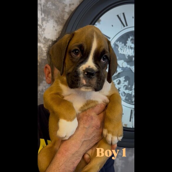 Boxer - Both