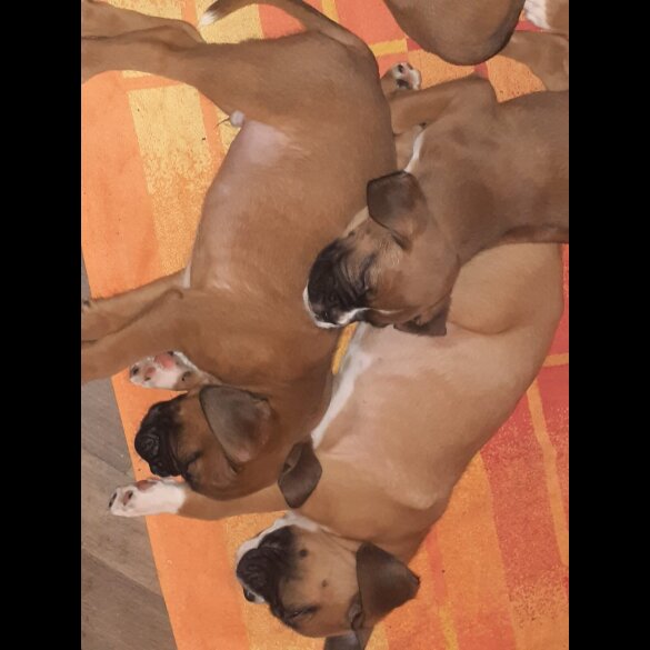 Boxer - Both