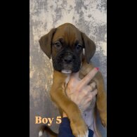 Boxer - Both