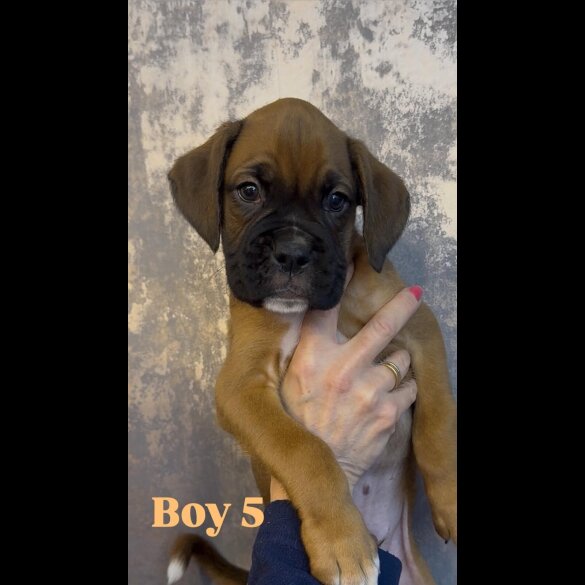 Boxer - Both