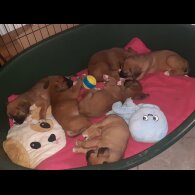 Boxer - Both