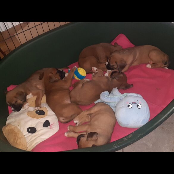 Boxer - Both