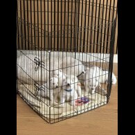 Samoyed - Both