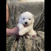 Samoyed - Both