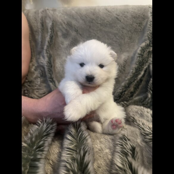 Samoyed - Both