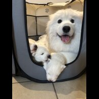 Samoyed - Both