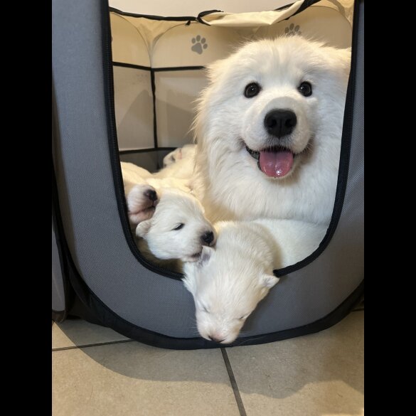 Samoyed - Both