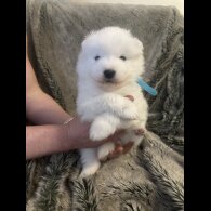 Samoyed - Both