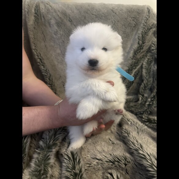 Samoyed - Both